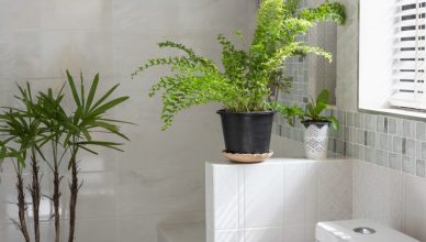 Plantes de salle de bain pour un espace humide