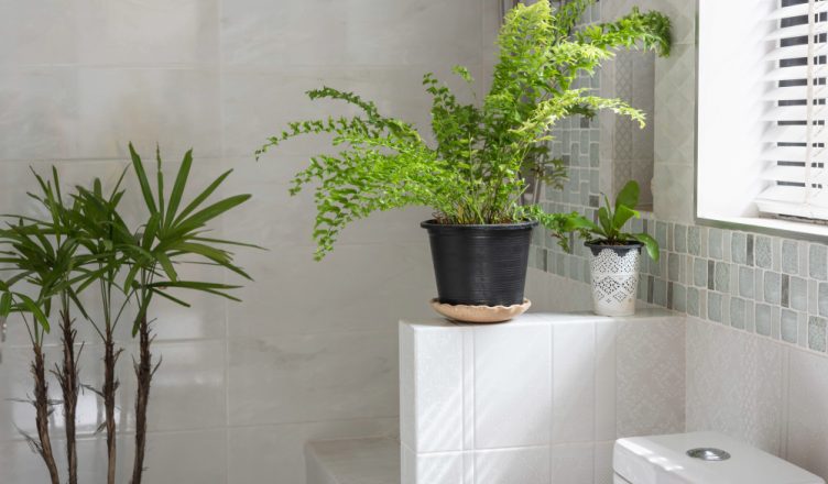 Plantes de salle de bain pour un espace humide
